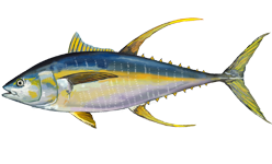 unnamed